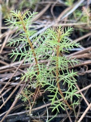 Proserpinaca pectinata