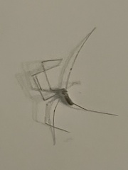 Pholcus manueli