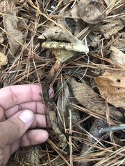 Microporellus dealbatus