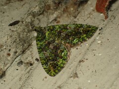 Austrocidaria similata