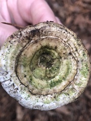 Microporellus dealbatus