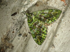 Austrocidaria similata