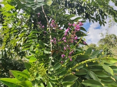 Lonchocarpus longistylus