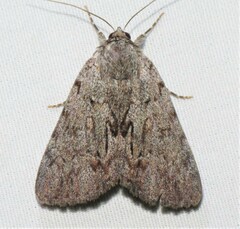 Catocala sordida