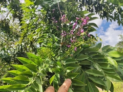 Lonchocarpus longistylus