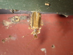 Thelyphassa lineata