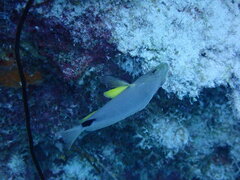 Hypoplectrus unicolor