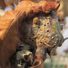 Neuroterus quercusbatatus