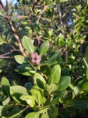 Conocarpus erectus