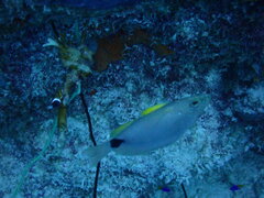 Hypoplectrus unicolor