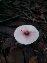 Fungi
