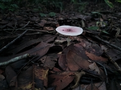 Fungi