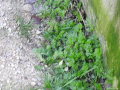 Anthriscus caucalis