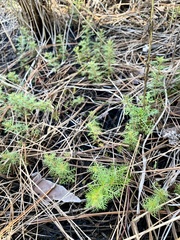 Proserpinaca pectinata