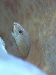 Cephalopholis cruentata