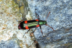 Strongylium humerale