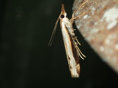 Orocrambus