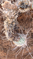 Opuntia polyacantha