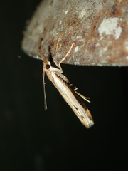 Orocrambus