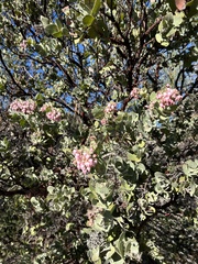 Arctostaphylos auriculata