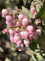 Arctostaphylos auriculata