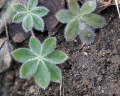 Lupinus huachucanus