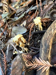 Cantharellus californicus