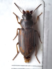 Platymetopus figuratus