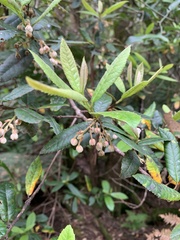 Elaeocarpus holopetalus