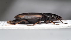 Platymetopus figuratus