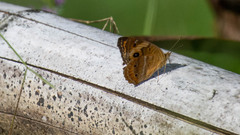 Junonia zonalis