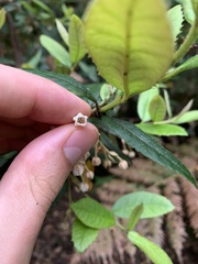 Elaeocarpus holopetalus