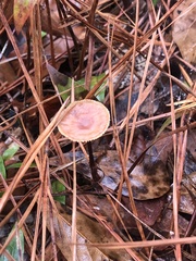 Collybiopsis subnuda