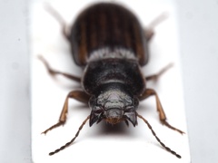 Platymetopus figuratus