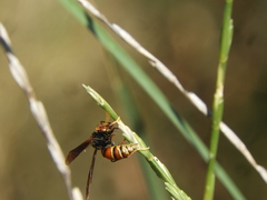 Polistes buyssoni