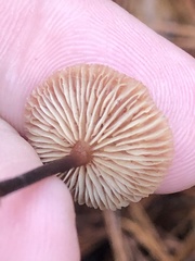 Collybiopsis subnuda