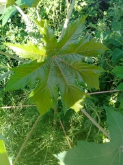 Ricinus communis