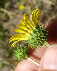 Grindelia