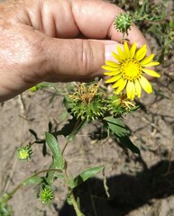 Grindelia