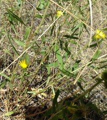Grindelia