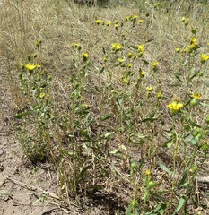 Grindelia