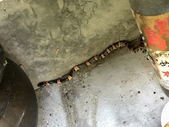 Lycodon semicarinatus