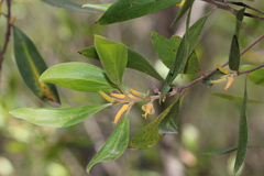 Persoonia stradbrokensis