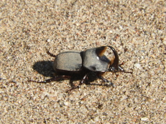 Diloboderus abderus