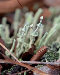 Cladonia rappii