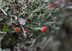 Cladonia didyma