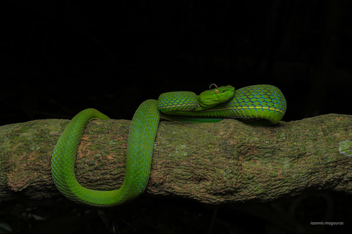 Vogel's Pit Viper