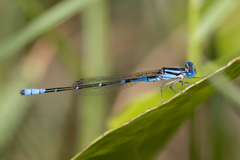 Austroagrion cyane