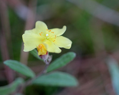 Crocanthemum corymbosum