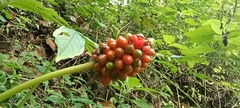 Arisaema macrospathum